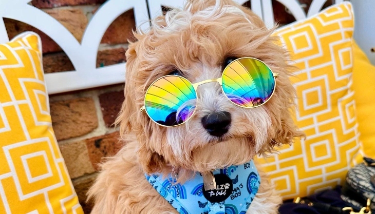 Dog cafes in Sydney