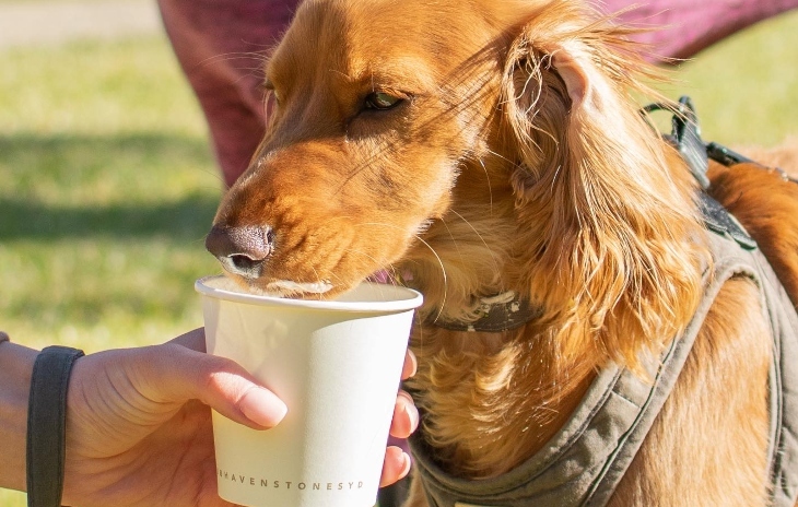 Dog cafes in Sydney