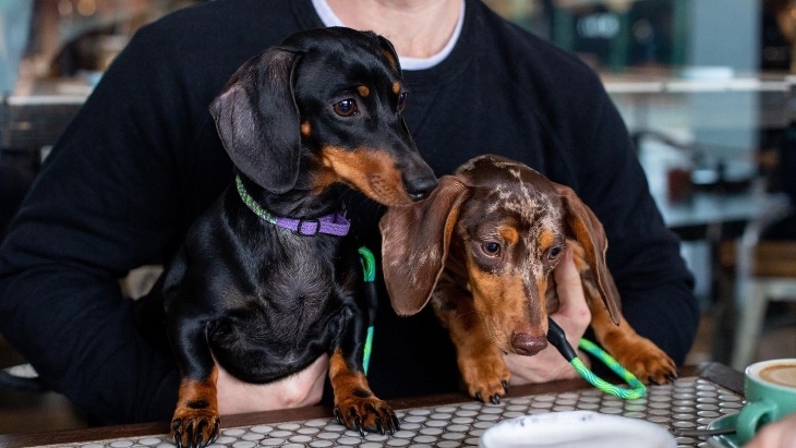 Dog cafes in Sydney