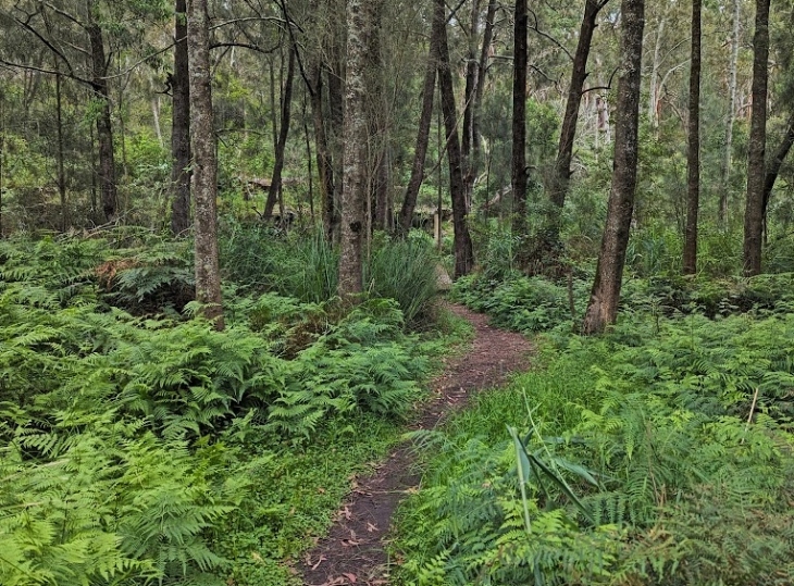 The best bush walks in Sydney for families