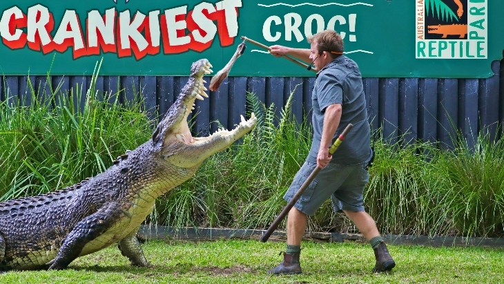 Jurassic June at The Australian Reptile Park