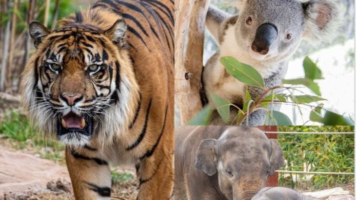 Sydney Zoo Science Week