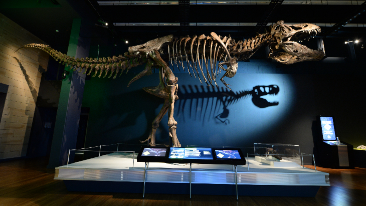 Dinosaur activities in Sydney