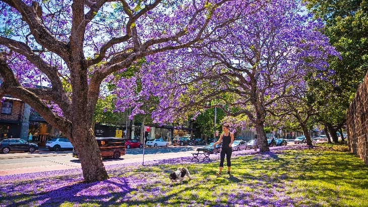 Where to see Sydney's Jacaranda Trees in Full Bloom | ellaslist