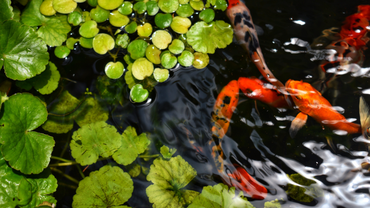 Chinese Garden of Friendship
