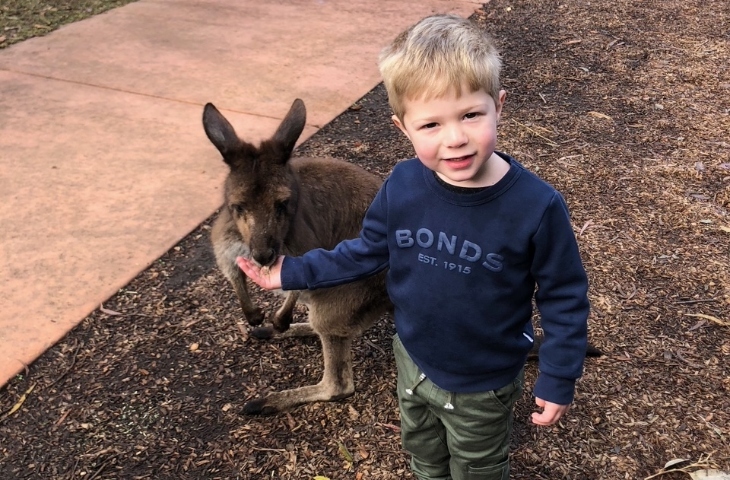 Feeding kangaroos