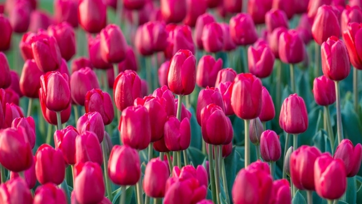 Spring in Sydney 2024: Events, Flowers, Festivals & Family Fun | ellaslist