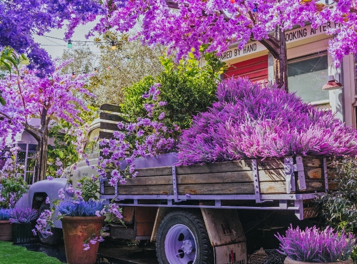 Lavender Lane at the Grounds of Alexandria