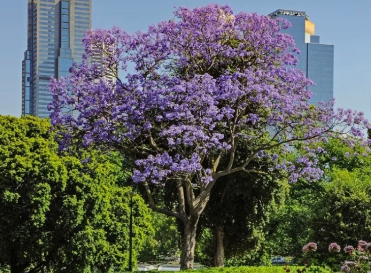 Jacarandas in Melbourne