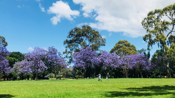 Jacarandas in Melbourne