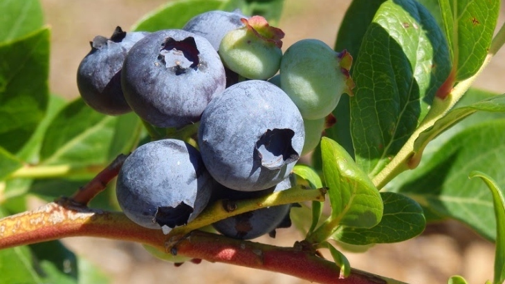 Buninyong Blueberry Farm
