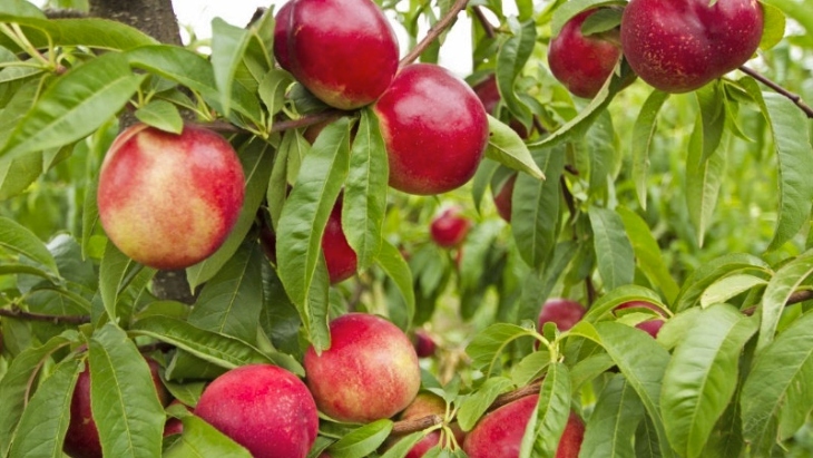 Paynes Orchards, Bacchus Marsh