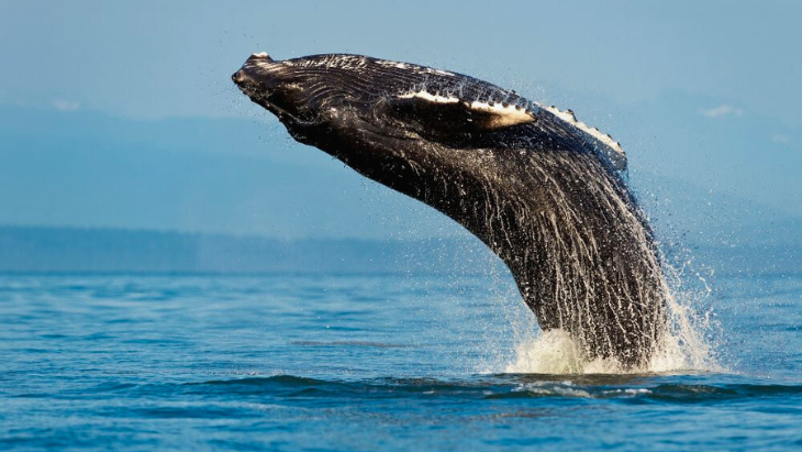 Sydney Whale Watching