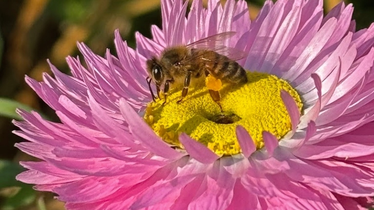 Flower with bees