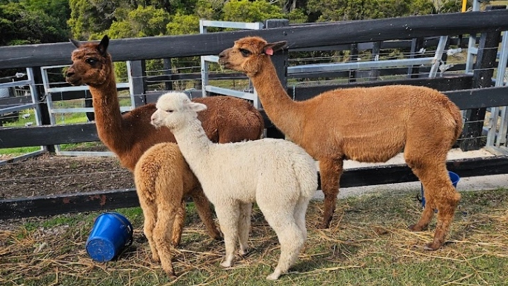 Alpacas