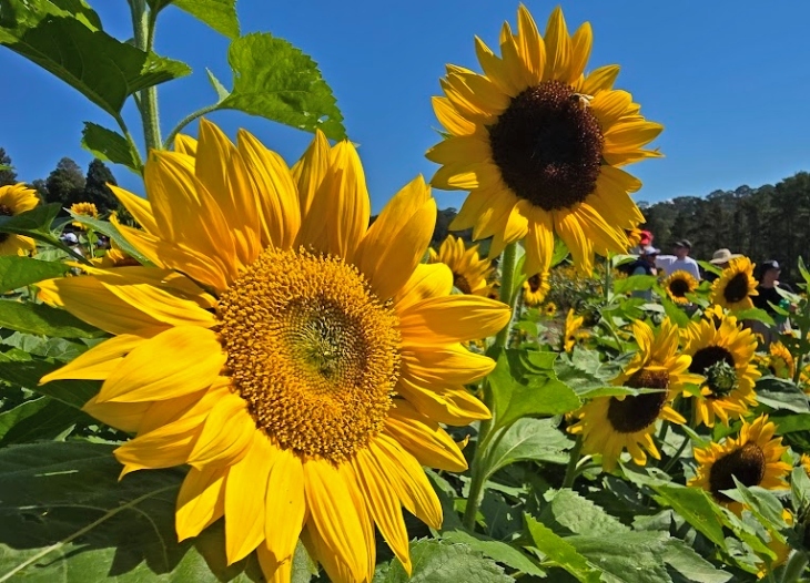 Sunflower picking at Glenbernie Family Farms