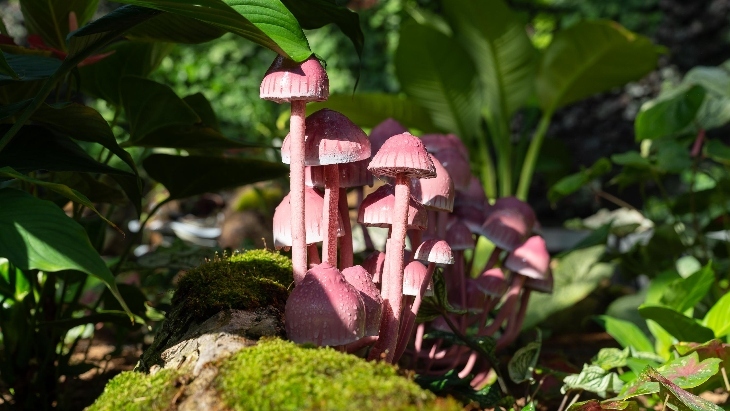 Alchemy of a Rainforest at the Royal Botanic Garden Sydney