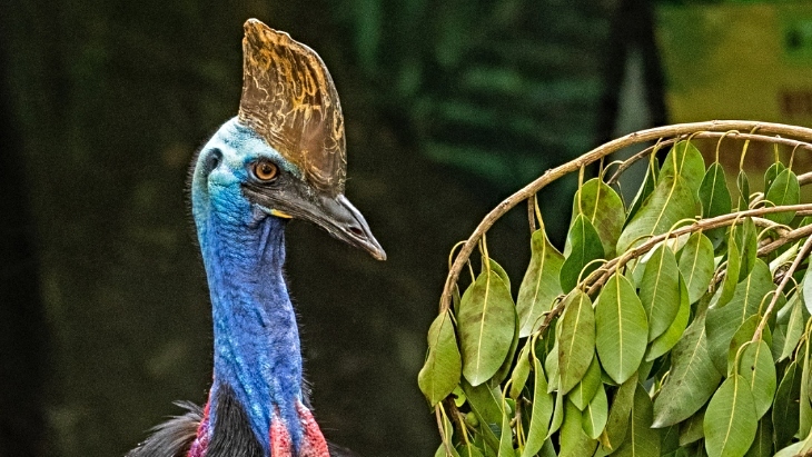 Aussie Animal Passport Cassowary