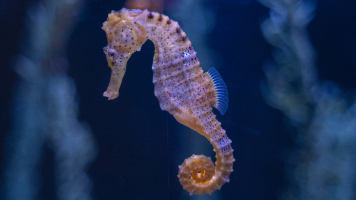 Adopt Your Very Own Seahorse