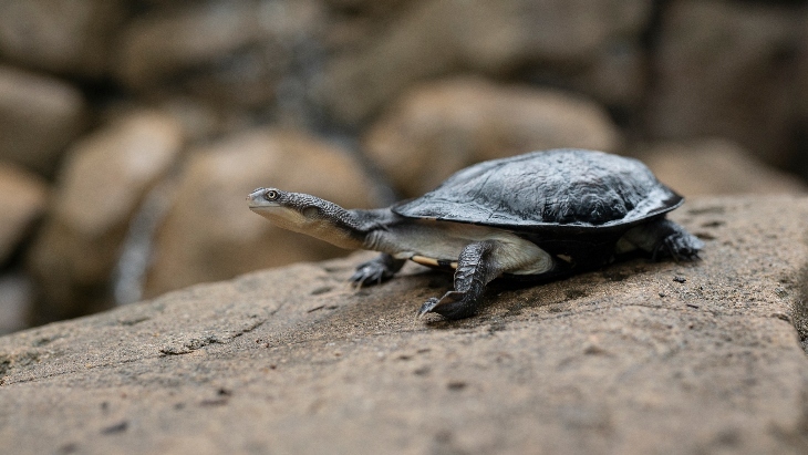 Symbio Turtles