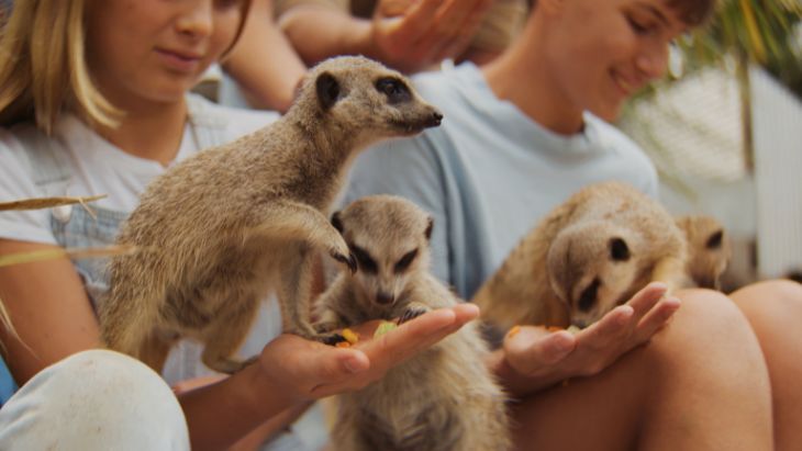 Meerkats