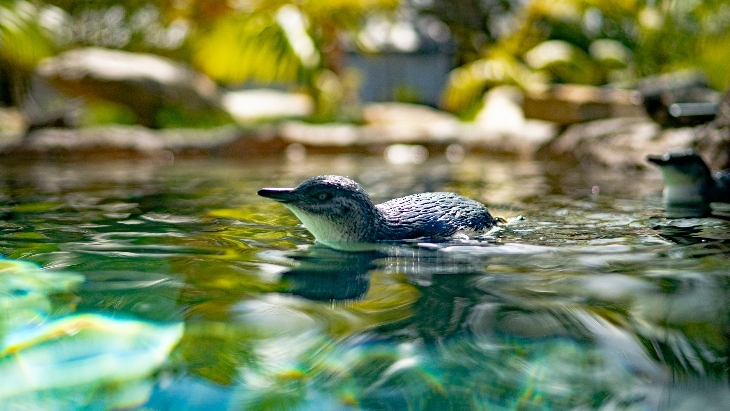 Symbio Wildlife Park Penguins