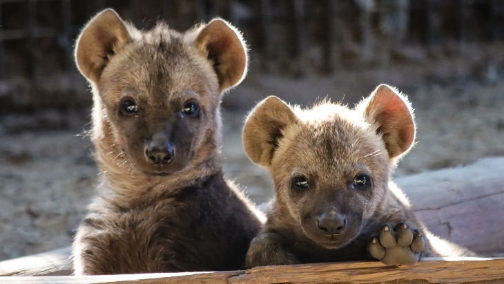 Sydney Zoo Baby Hyenas