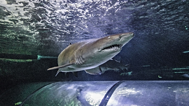 Summer of Sharks at SEA LIFE Sunshine Coast Aquarium