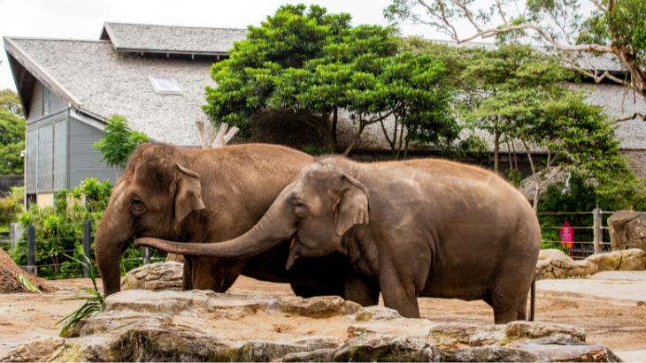 Great Migration Ele-brations at Taronga Zoo