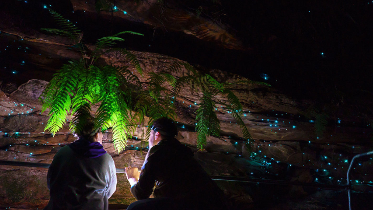 Love Cabins Glow Worm Tours