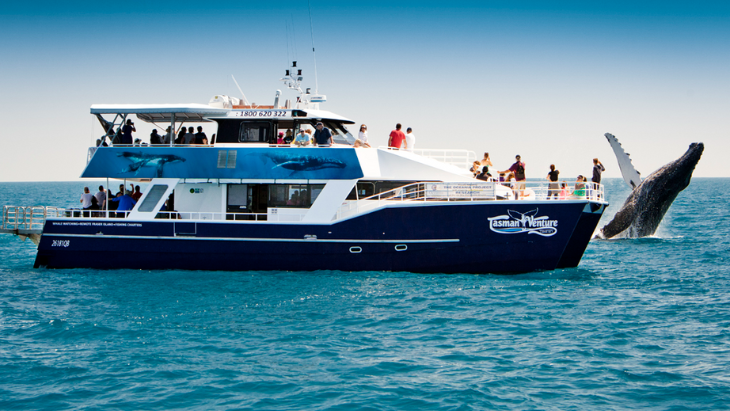 Tasman Venture Whale Watching