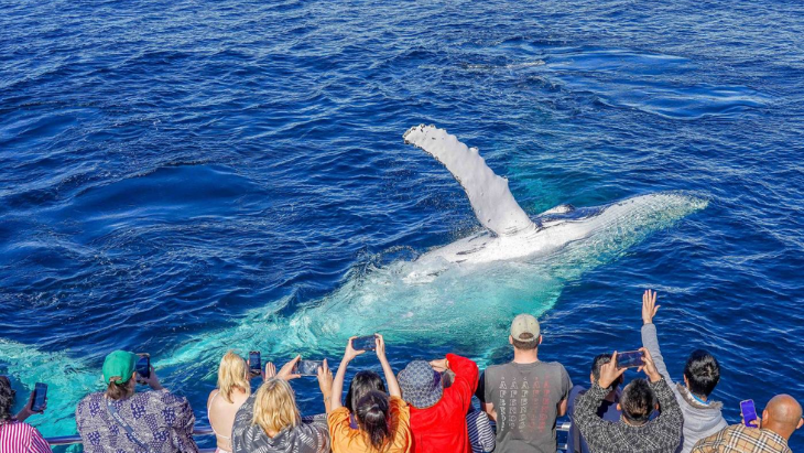 Whale Watching
