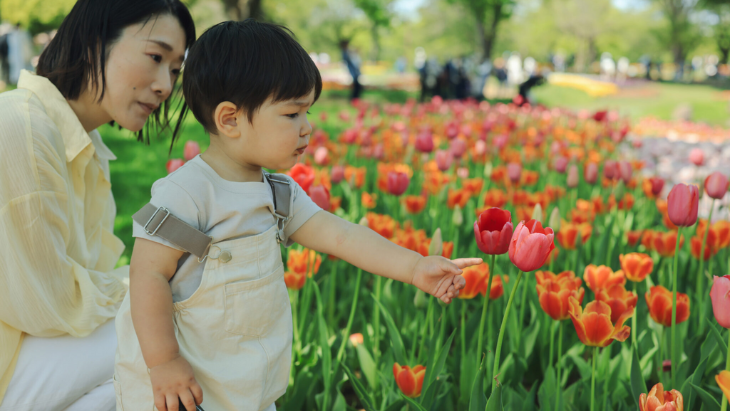 Tulip Time Festival