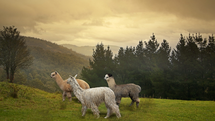 National Alpaca Show