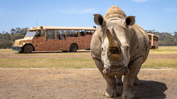 Bluey takes over Werribee Open Range Zoo