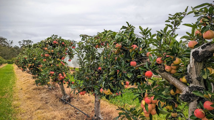 Cedar Creek Orchards