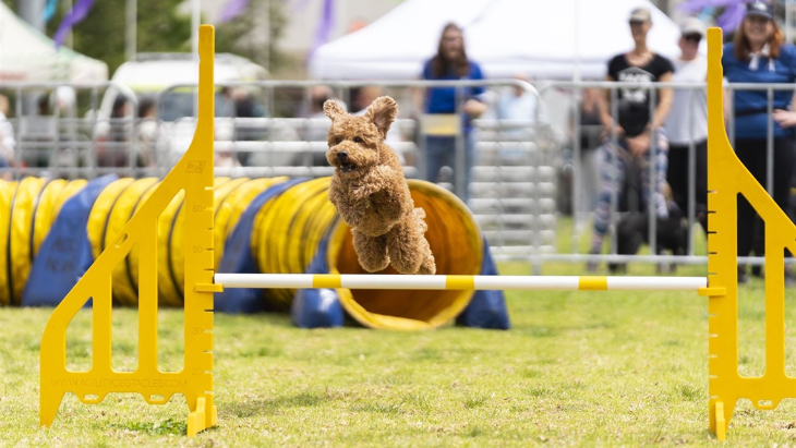 Blacktown City Pet Festival