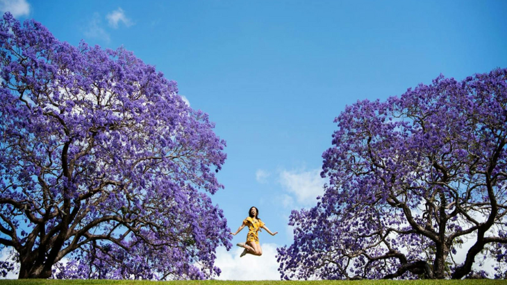 Grafton Jacaranda Festival