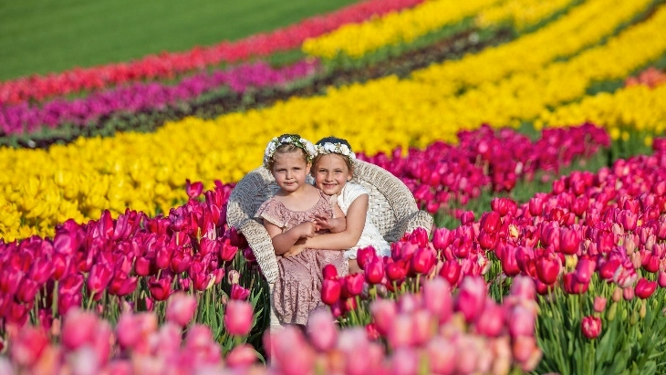 Tesselaar Tulip Festival