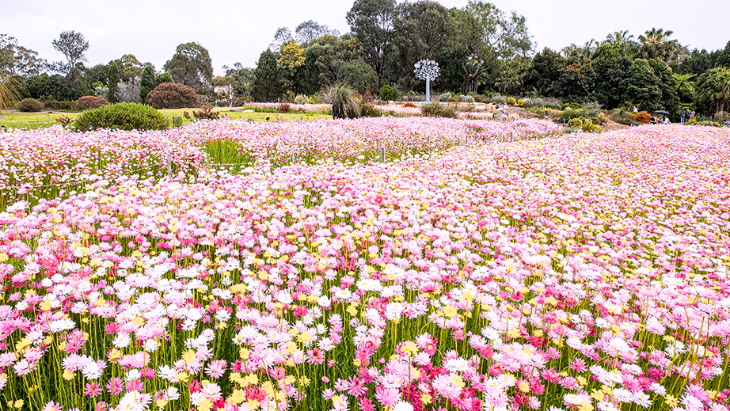 Australian Botanic Garden Mount Annan