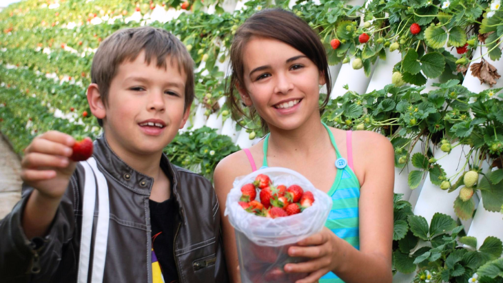 Ricardoes Strawberries