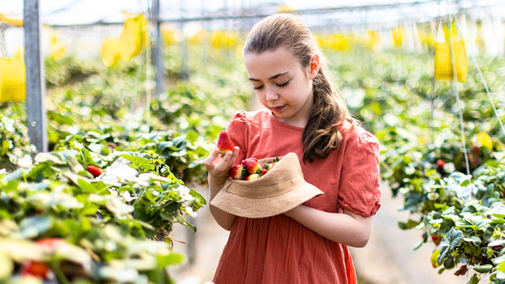 Where to Pick Strawberries Near Sydney