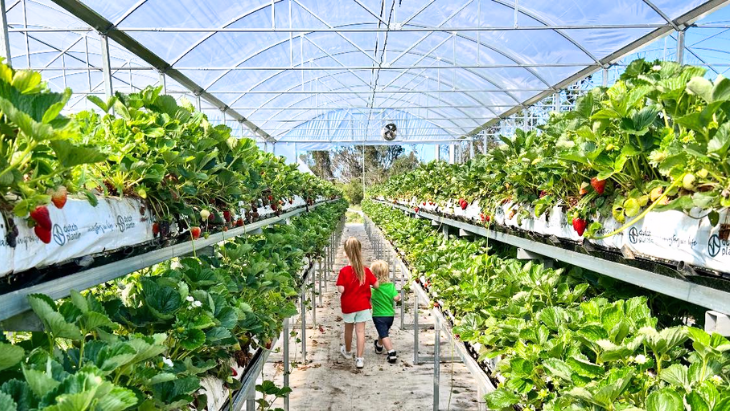 Strawberry Picking near Sydney