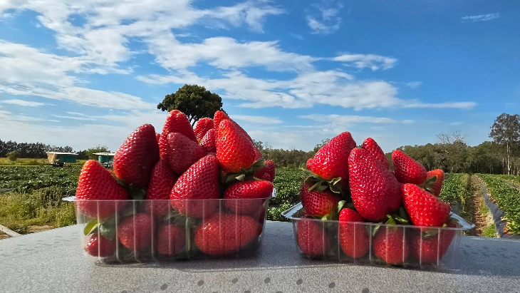 Strawberry picking in Brisbane