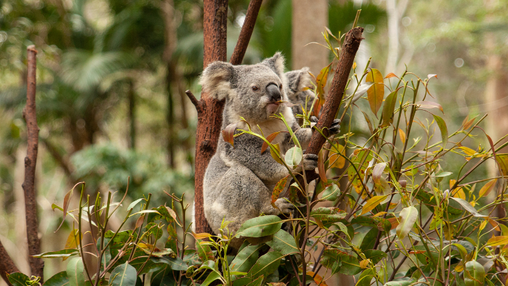 Kids trivia questions in Australia