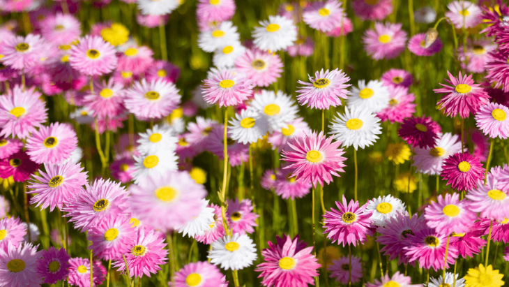 Paper daisies in bloom at the Australian Botanic Garden Mount Annan