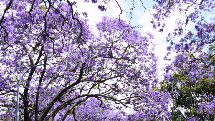 See Kirribilli Jacaranda Trees at McDougall Street North Sydney