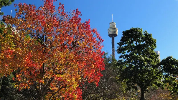Hyde Park Sydney autumn leaves