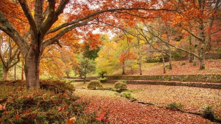 Autumn leaves in Sydney