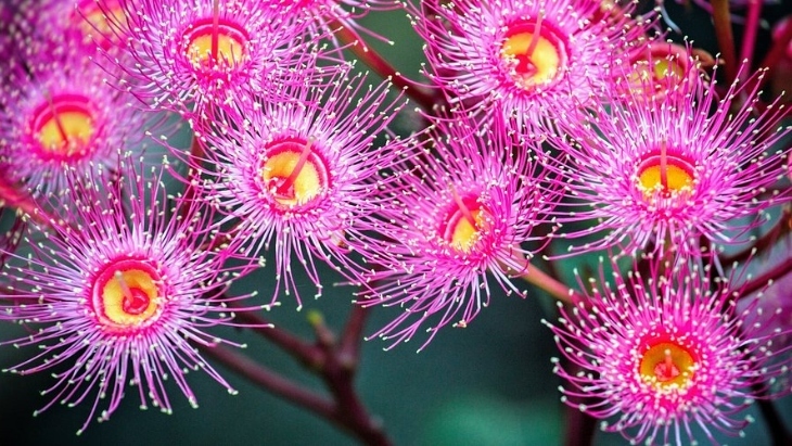 Ku-ring-gai Wildflower Garden